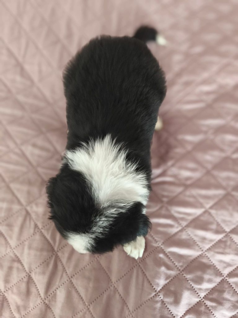 Piękna suczka rasy border collie