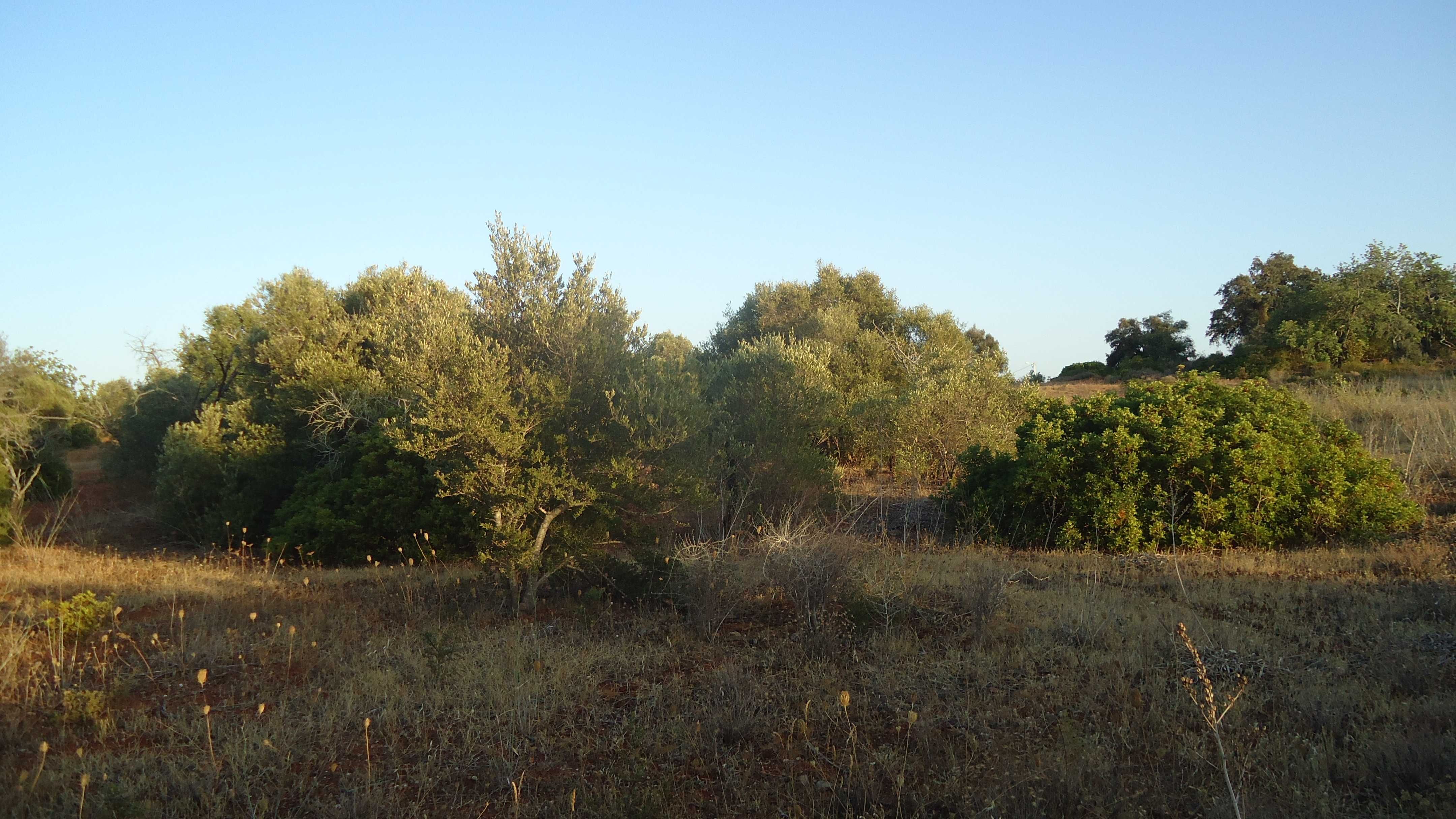 Algarve - Terreno próximo da praia Fuseta