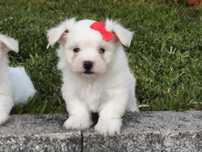 Bichon Maltês Fêmea