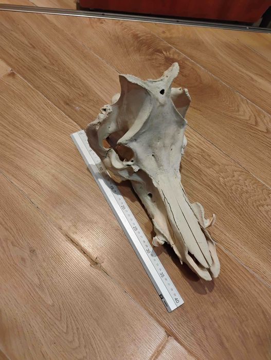 czaszka knura samca świni domowej, unikat!