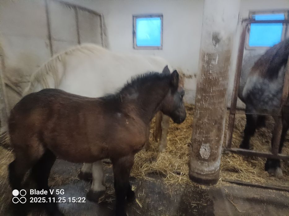 Klacz 7 lat że zrebakiem