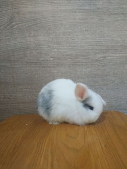 Кролик міні Лоп , міні кролик, карликовий кролик