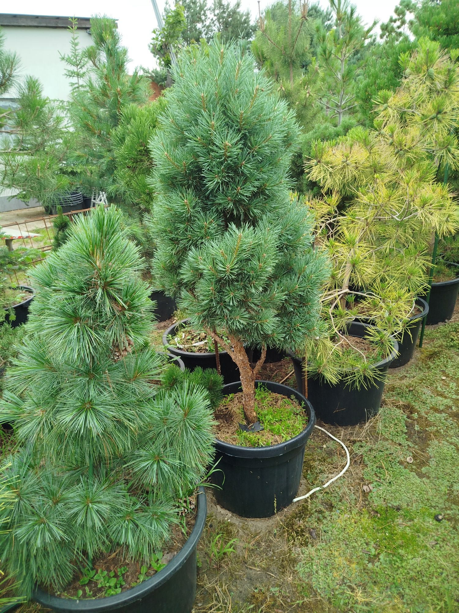 Bonsai,niwaki,pendula ,fastigiata,taras,balkon,solitier