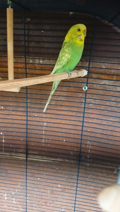 Faliste papugi mlode