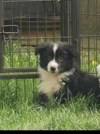 Piesek rasy Border Collie