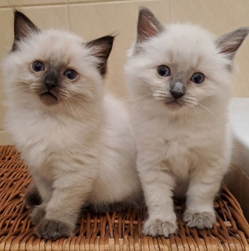 Piękna kotka Ragdoll z rodowodem