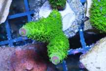 Acropora Green Zielona Szczepka Sps  FLUOLAMPS.PL WYSYŁKI