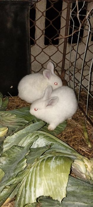 Króliki białe brazowe