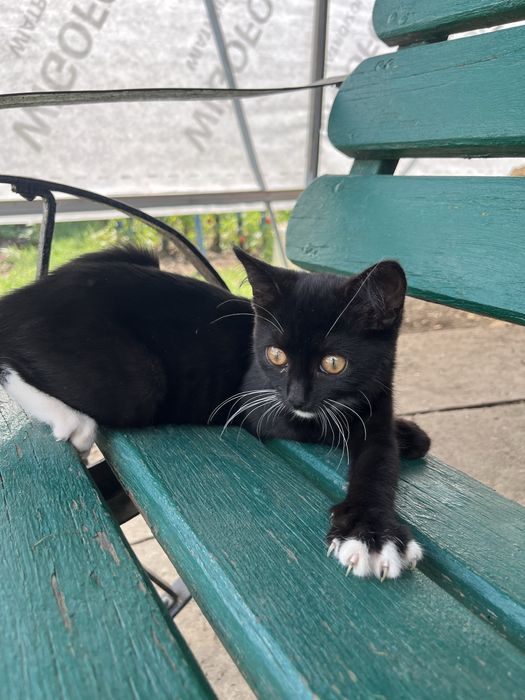 Кошеня чорнобіле мишеловка