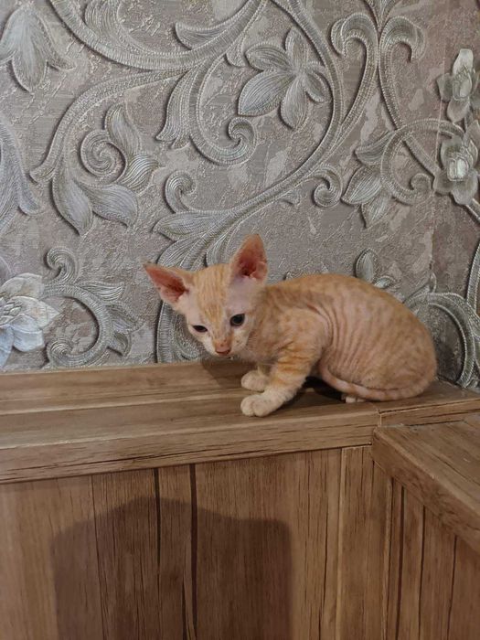 Лисі кошенята, донський сфінкс.