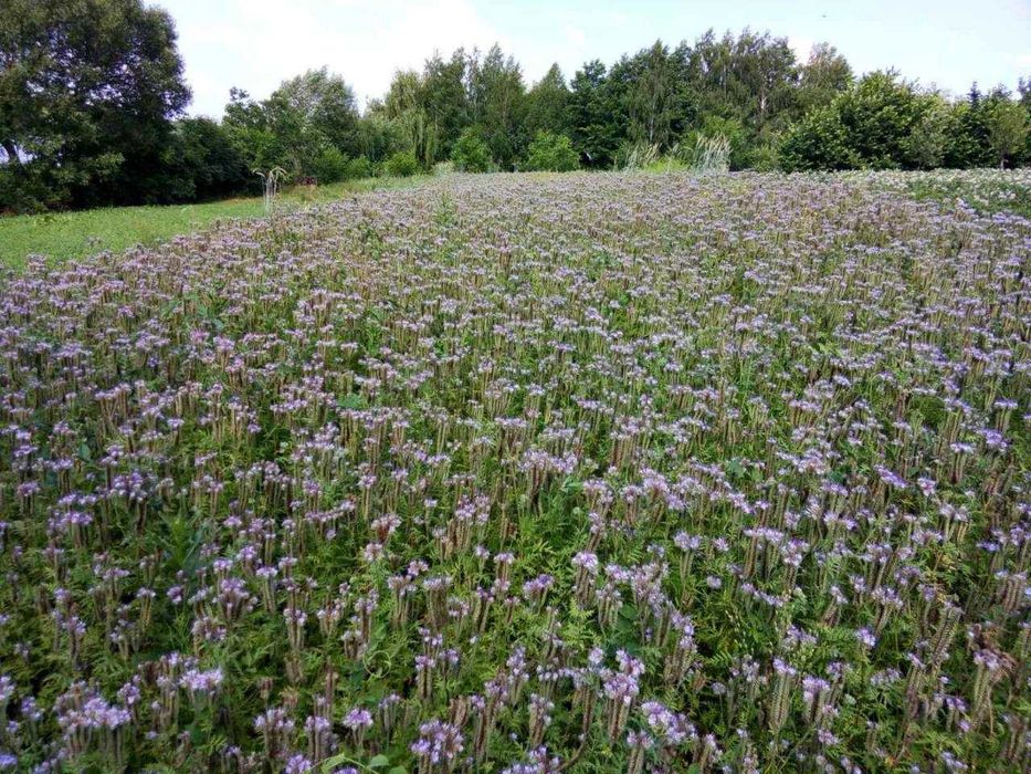 Продам Мед Різнотрав’я з Липою натуральний