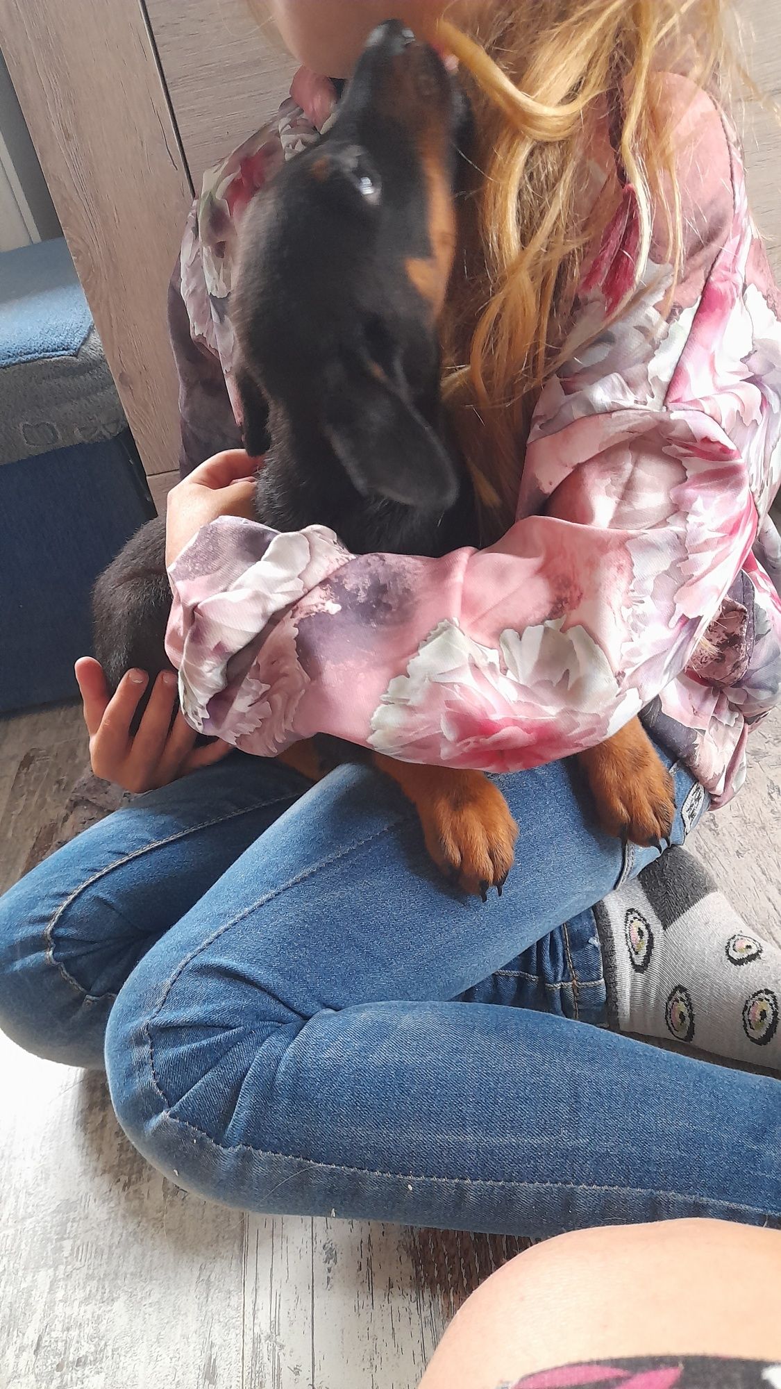Doberman szczeniak rezerwacja