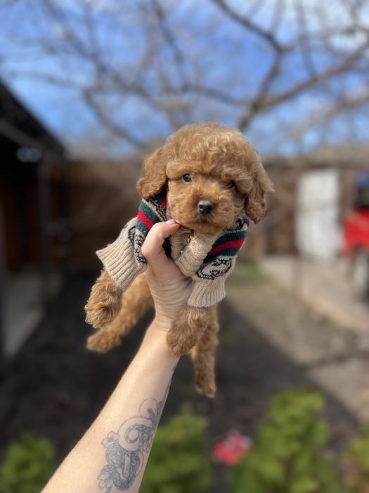 Мальтіпу сладкі малюки