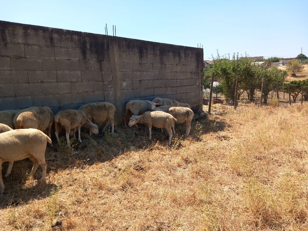 Rebanho de 40 ovelhas  de carne novas   merinas com b4