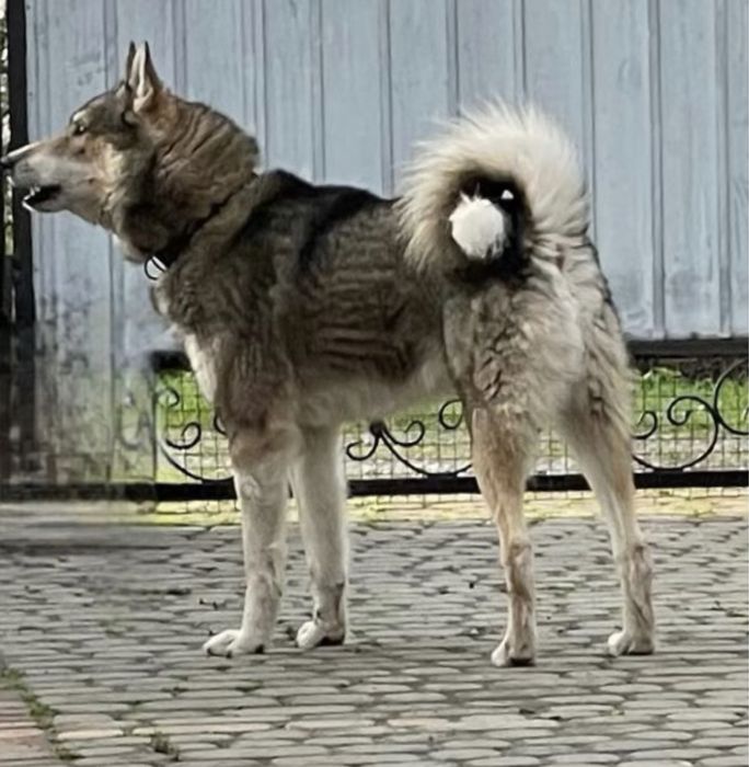 Кобель Злс для вязки. Лайка