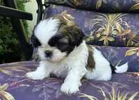 Suczka Shih tzu tri color