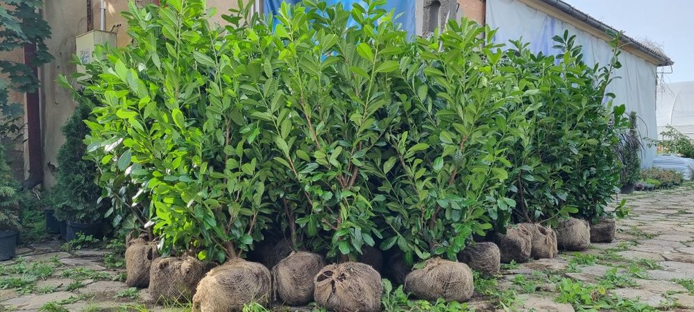 Laurowiśnia Novita - Bardzo Duże Sadzonki