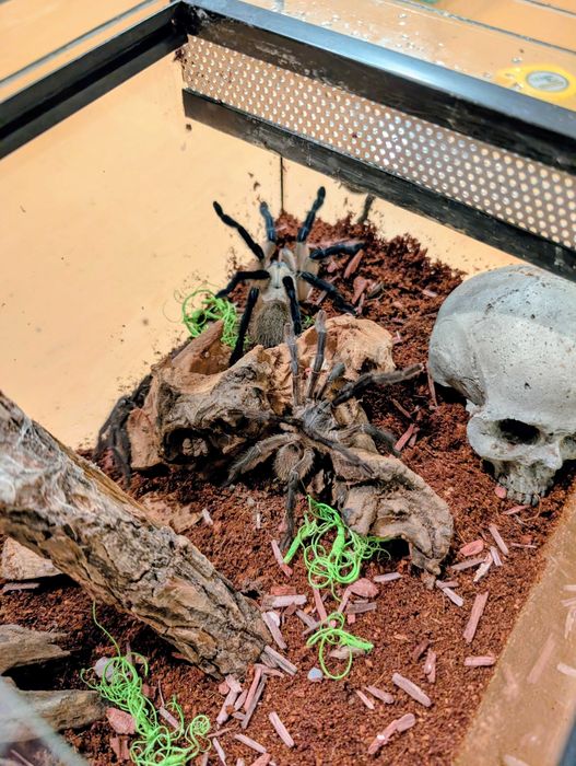 Monocentropus balfuri - grupówka + terrarium 20×20×40 cm