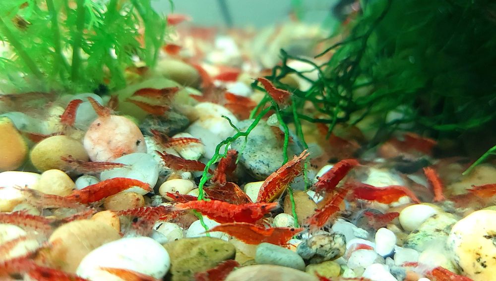 Neocaridina davidi