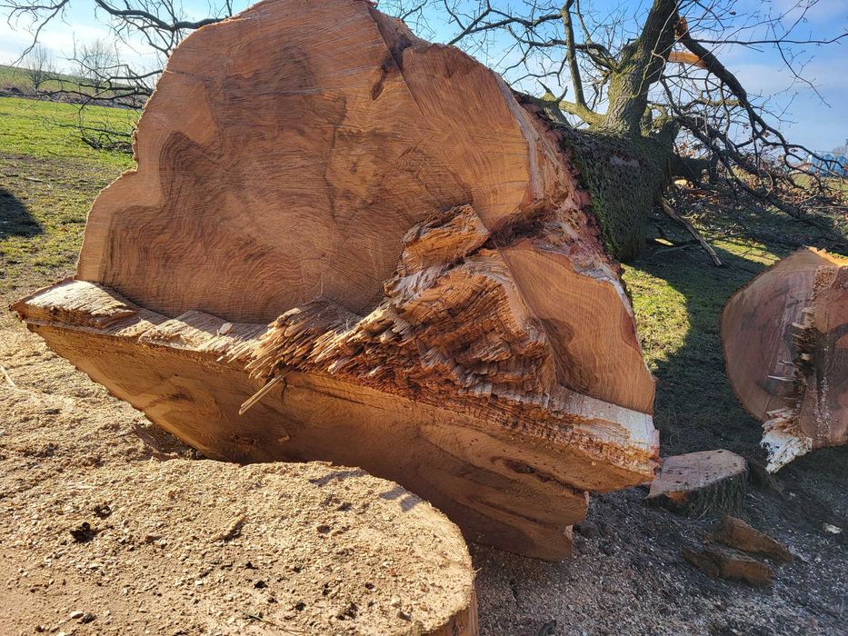 Wycinka i przycinka drzew