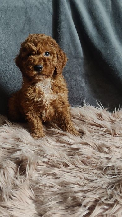 Cockapoo chłopiec z wyprawką