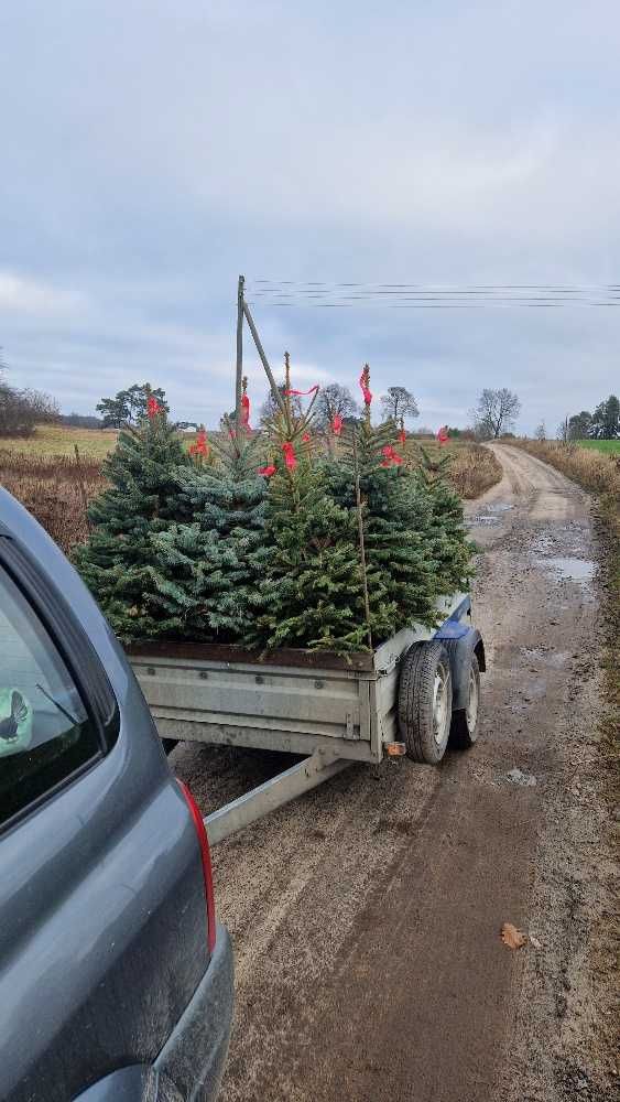 Świerk serbski kłujący i Jodła kaukaska w donicy formowane. 120-150cm