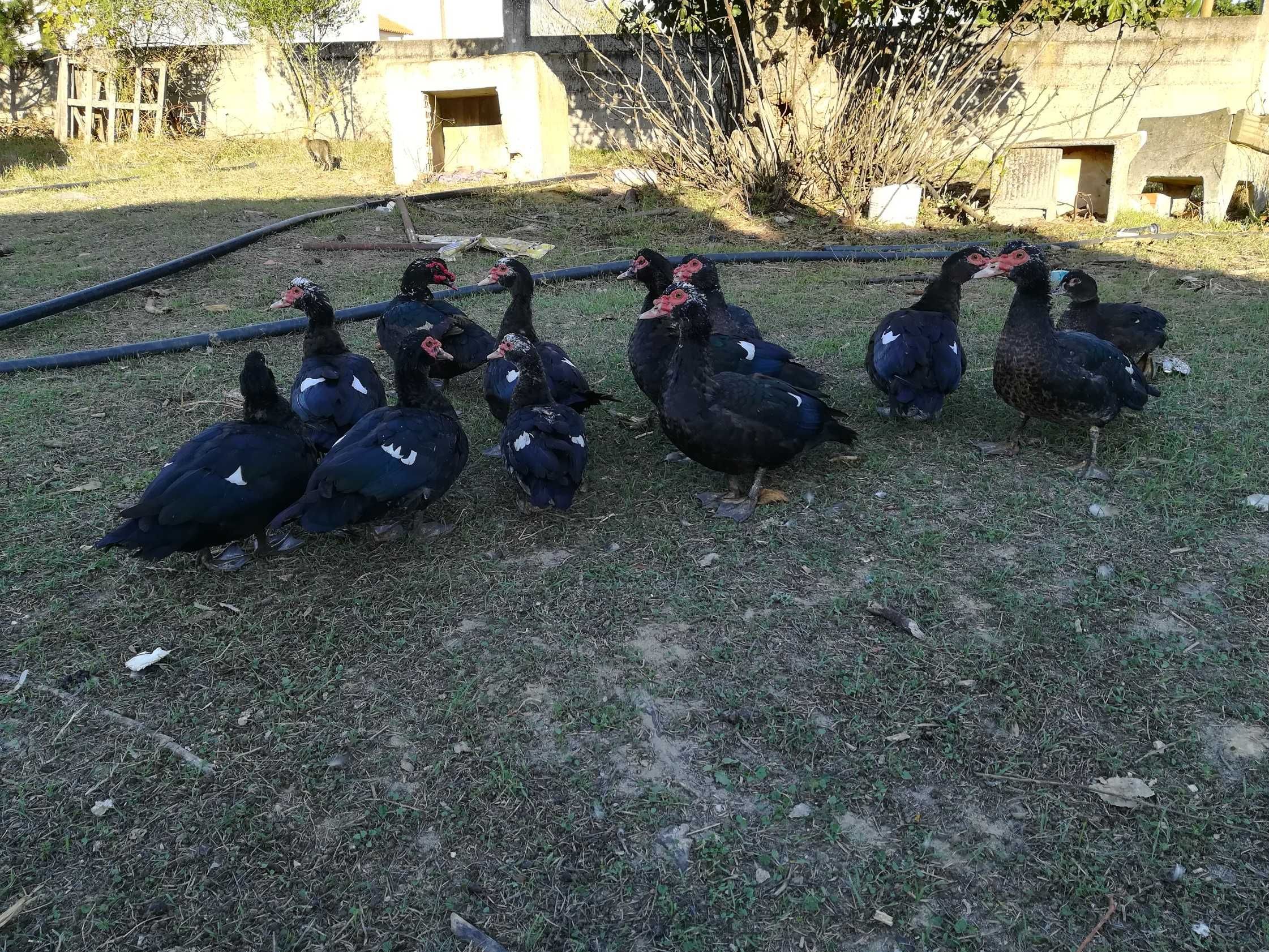 Patos Mudos e Galos