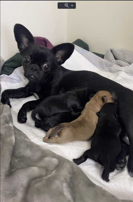 Шикарний кавалер запрошує на побачення (в'язка)