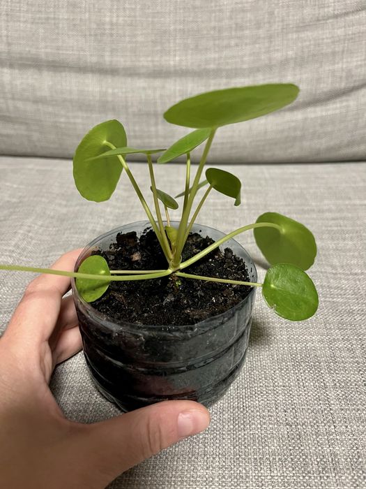Pieniążek (pilea peperomioides)