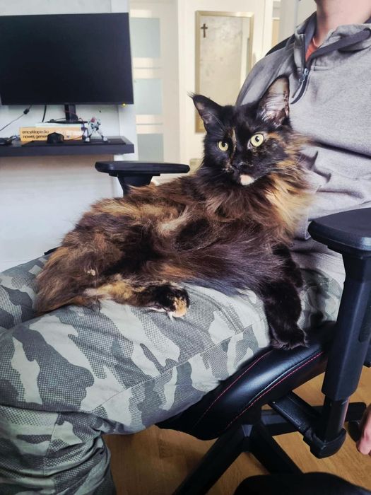 Piękna młodziutka Maine Coon