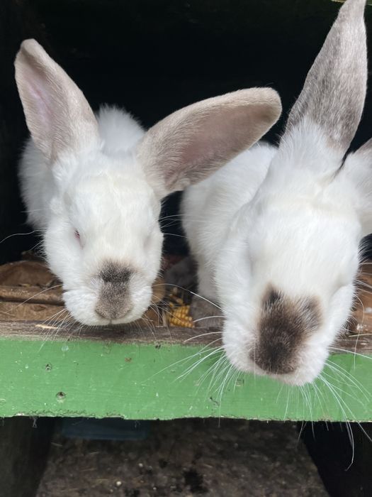 Króliki hodowlane!