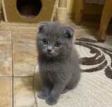 Scottish Fold Azul