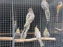 Várias aves 2025
