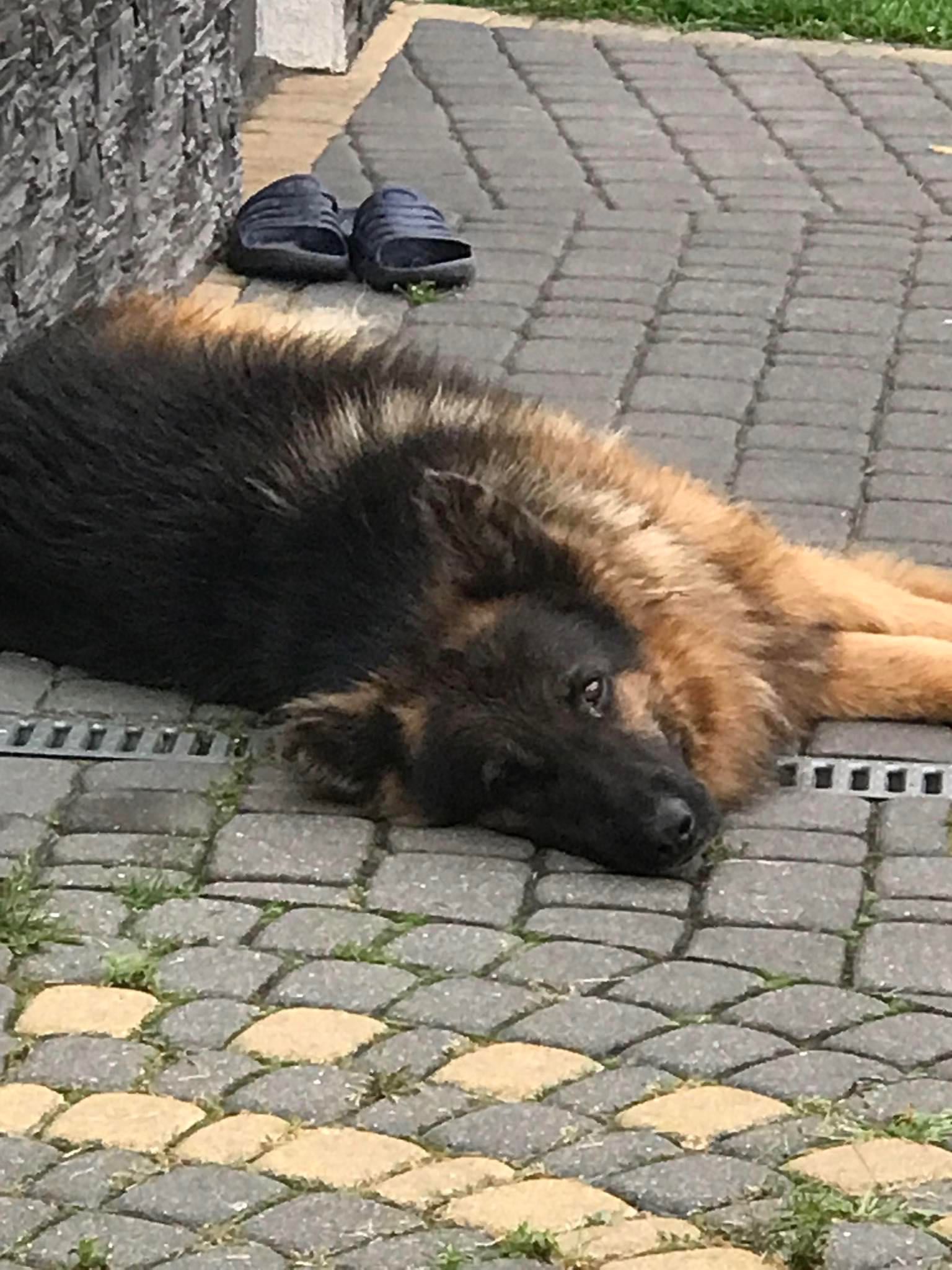 Zaginął owczarek niemiecki woj. lubelskie