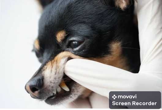 Ультразвуковая чистка зубов животным, стоматология