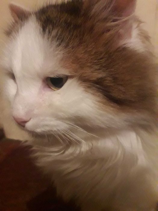 отдам кота бесплатно