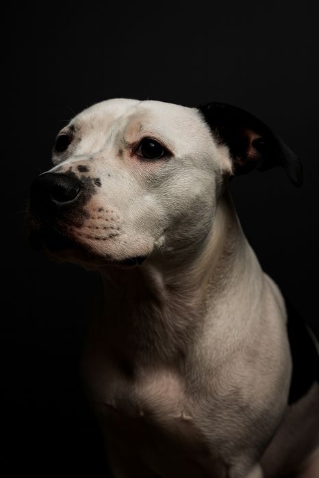 Шикарный мальчик Апбт(питбуль)