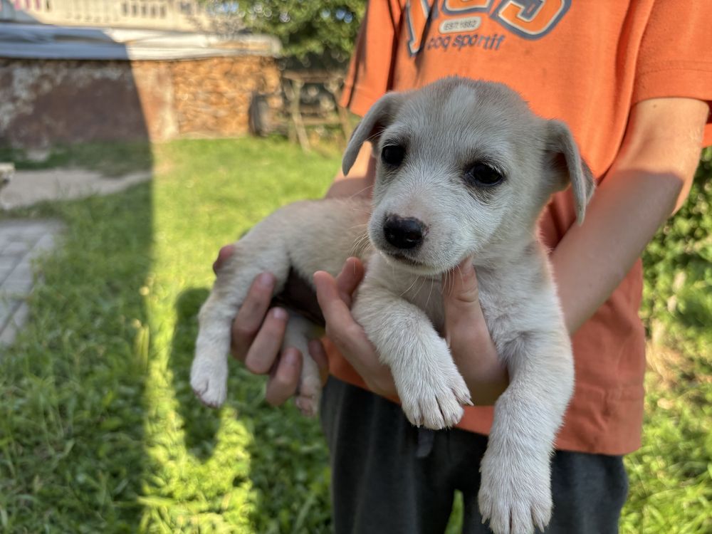 Цуценя в люблячу родину