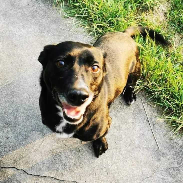 Bigos - mały pies do adopcji
