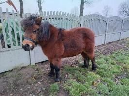 Klaczka gniada kucyk