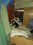 Oddam koty do adopcji