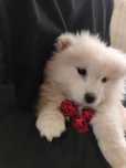 Samojed Samoyed szczenię