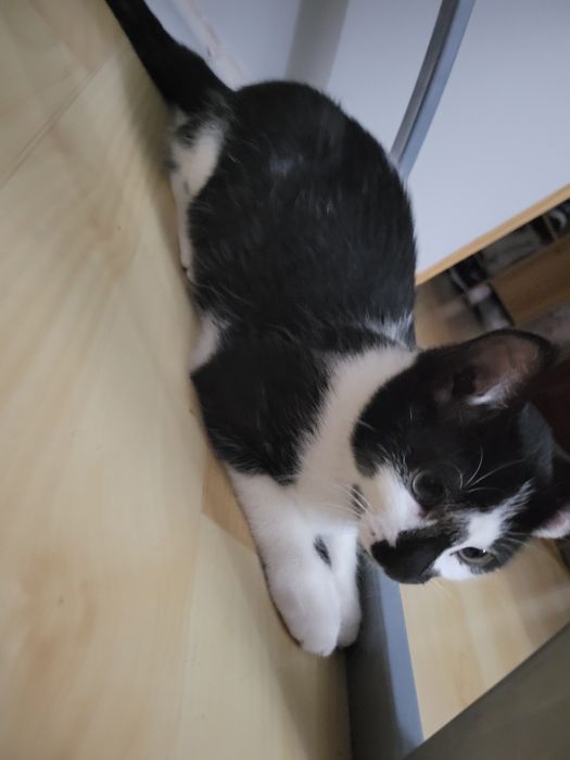 Oddam kotka w dobre ręcę