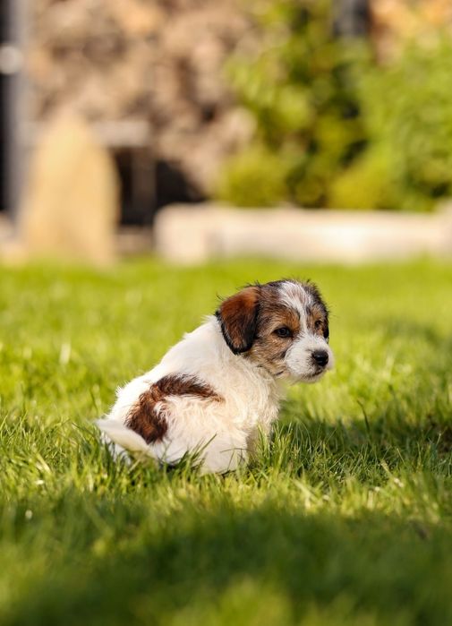 Jack Russell Terrier szorstkowłosy