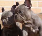 Buldog francuski