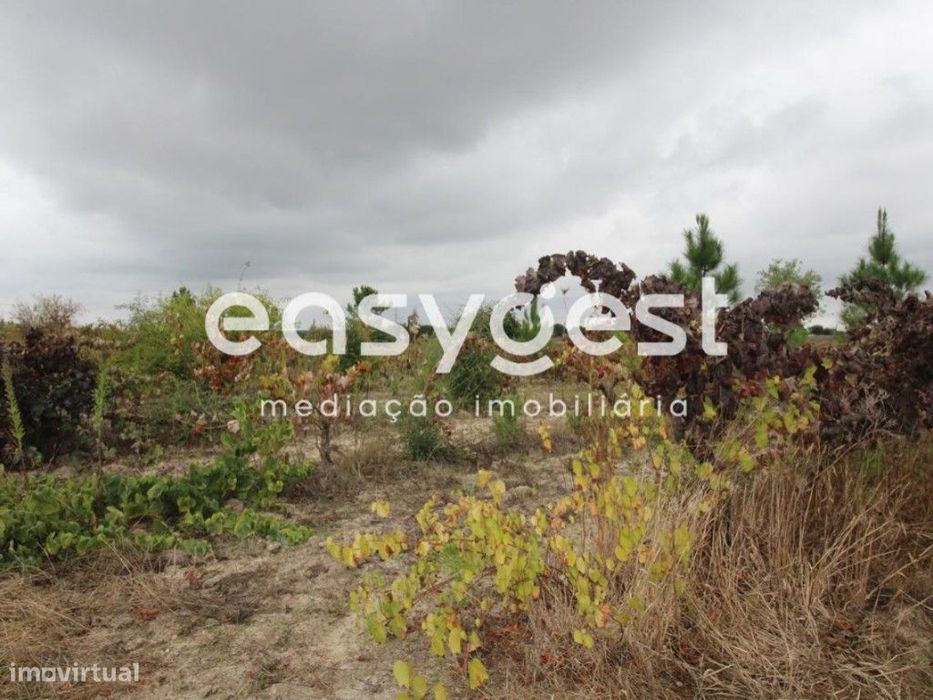 Terreno rústico situado na Herdade das Piçarras com área de 19500m2
