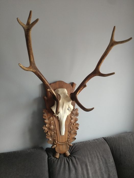 Poroże jelenia wieniec trofeum dwunastak