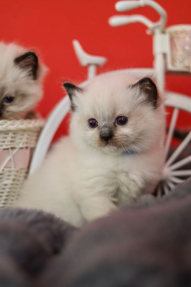 Ragdoll kotka o umaszczeniu seal mitted
