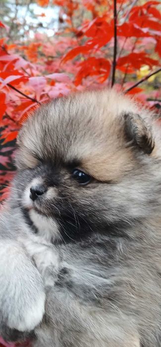 Piesek, typ misia, zadbany, info instagram