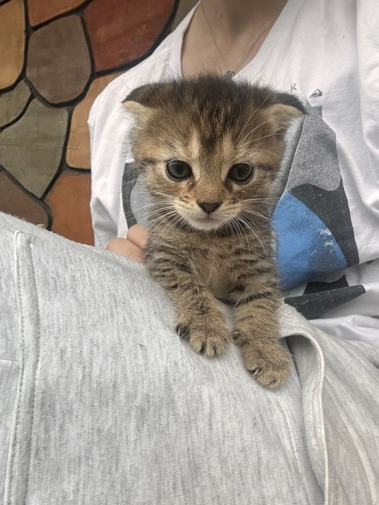 Віддам котиків в добрі руки